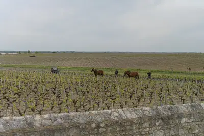 Château Latour ב-Pauillac