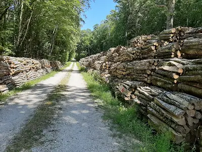 גזעי אשור ביער Forêt de Vauluisant ב-Lailly